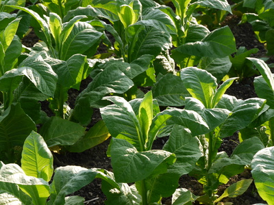 Tabakpflanzen auf der Plantage